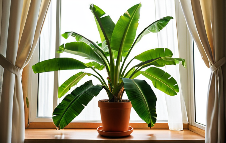 **

A brightly lit indoor space featuring a healthy banana tree in a pot near a window with sheer curtains. Focus on the vibrant green leaves and the overall feeling of a thriving plant in a cozy home environment. Soft, diffused sunlight should be visible.

**