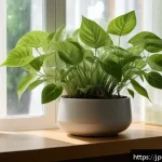 무늬종 식물 키우는 요령 - A bright indoor setting near a window with soft morning sunlight filtering through a sheer curtain, ...