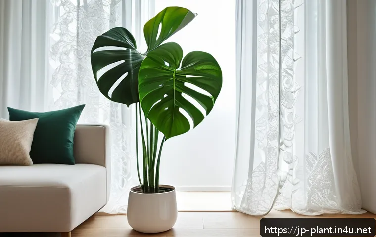 꽃이 오래가는 식물 추천 - A cozy modern living room interior with a large Monstera plant in a white ceramic pot near a window ...