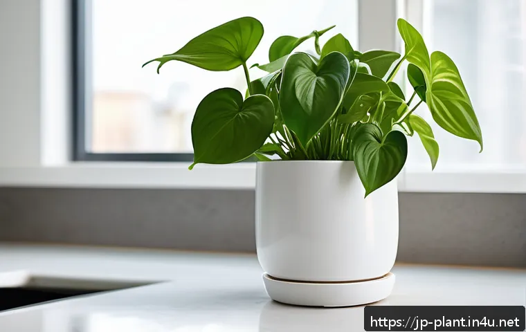 長く楽しめる!花が枯れにくいおすすめの観葉植物トップ10 4 꽃이 오래가는 식물 추천 관련 이미지 2